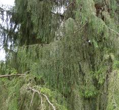 Image result for Cupressus funebris