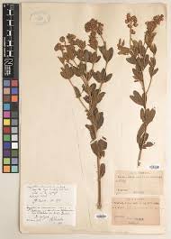 Image result for Argyrolobium macrophyllum