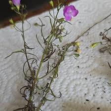Image result for Gerrardinaceae