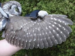 L.hradecky, d.o shaughnessy, j.raitala, p.arajuuri, j.toivio, j.uronen, t.sparv, r.lod, g.kamara, t.pukki, j.pohjanpalo belgium: The Boreal Or Tengmalm S Owl Chapter 2 The Boreal Owl