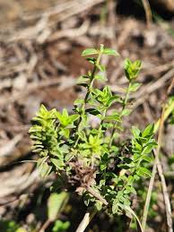Image result for Micromeria imbricata