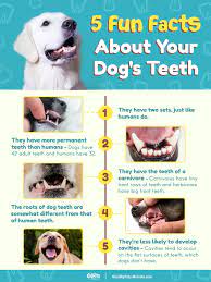 Both You And Your Dog Have Two Sets Of Dr Karen Becker Facebook