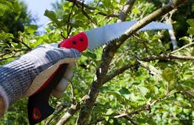 ‫ابزار باغبانی - میهن کاکتوس‬‎