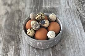 10 Quick Easy Food Boosters You Can Add To Your Dog S Meals To Improve Their Health Calgary Pet Dog And Equine Photographer