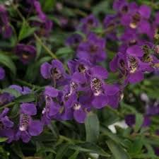 Catalog Search Annuals Landscaping Big Blooms Summer Plants