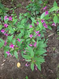 Image result for Eranthemum laxiflorum
