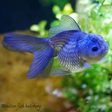 Gold Fish In 2020 Pet Fish Goldfish Aquarium Goldfish Tank