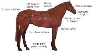epingle sur hippologie coloriage raikou