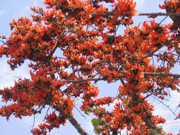 We did not find results for: Eight Best Flowering Trees Of India That You Shouldn T Miss In Your Garden Imot Agri Forum
