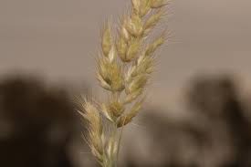 Image result for Schmidtia kalahariensis