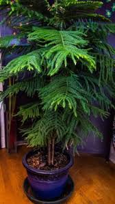 Fertilise using a 'houseplant' labelled feed every four waters in the spring and summer, reducing this to every six in the colder months. 18 Best Norfolk Pine Ideas Norfolk Pine Norfolk Houseplants