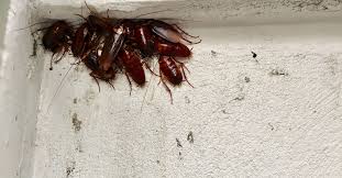 Like many pests, the easiest way to discover an infestation is by finding droppings. When Is The Right Time To Call A Pest Control Expert