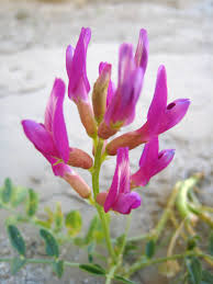 Image result for Astragalus atropilosulus