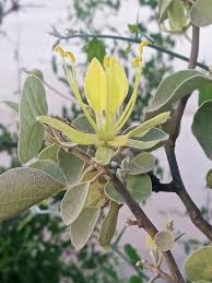 Image result for Cadaba