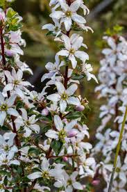 Image result for Agathisanthemum