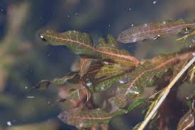 Image result for Potamogetonaceae