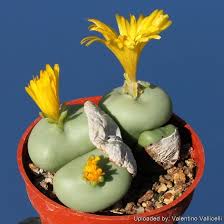 Image result for Conostomium