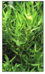 Image result for Enydra fluctuans