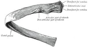 In vertebrate anatomy, ribs (costae) are the long curved bones which form the rib cage. Ribs Physiopedia
