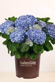 Southern Living Big Daddy Hydrangea Southern Living Plant Collection Hydrangea Easy To Grow Houseplants