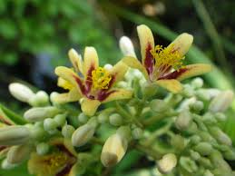 Image result for Pleioceras orientale