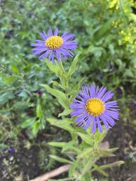 Image result for Erigeron steudelii