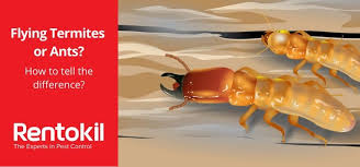 Ants are one of the most difficult pests to treat. Flying Termites Or Ants How To Tell The Difference