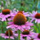 Native Plant Sale