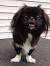 Mix Pekingese