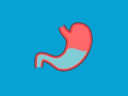 The liver is an essential organ that has many functions in the body, including making proteins and blood clotting factors, manufacturing triglycerides and cholesterol, glycogen synthesis, and bile production. Liver Anatomy Definition Symptoms And More