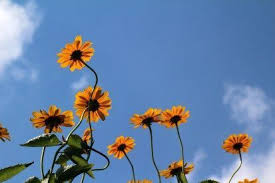 Flowers In 2020 Aesthetic Desktop Wallpaper Laptop Wallpaper Desktop Wallpapers Desktop Wallpaper Art