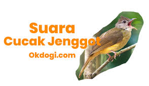 Are you see now top 10 suara burung jenggot mini gacor results on the web. Download Suara Cucak Jenggot Nembak Kasar Gacor Mp3