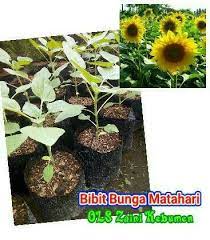 Bunga gantung yang baru ditanam membutuhkan perawatan khusus untuk beberapa bulan pertama. Jual Bibit Bunga Matahari Import Murah Di Lapak Ols Zaini Kebumen Bukalapak