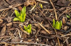 For an annual bed, remove old mulch before you till the soil and add compost. Will Plants Grow Through Mulch Pepper S Home Garden