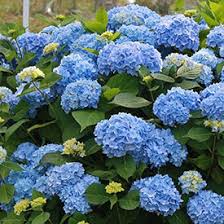 Bushes Shrubs Hedges Naturehills Com