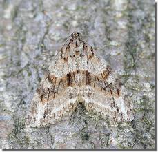 Image result for Trichopteryx