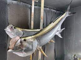 Tarpon Mounts Replica Mounts By New Wave Taxidermy