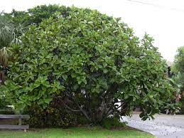 Wondering why your fiddle leaf fig looks so awful? Ficus Lyrata Wikipedia