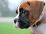 Boxer Dog Breed Information, Pictures, Characteristics ...