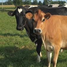 Black And White Cow Breed Name Holsteins The Black And White Cows And Jerseys Brown Are The Two Most Common Dairy Breeds In Canada Photo From Www Farmissues Co Cow Dairy Breeds Farm Cow
