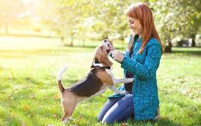 How to train your puppy for kids: Free Dog Training Ebook The Power Of Positive Reinforcements