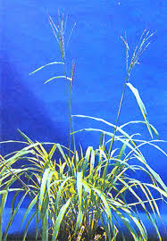 Image result for Oryza barthii