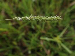 Image result for Sacciolepis indica