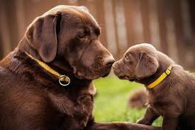 If you are unable to find your labrador retriever puppy in our puppy for sale or dog for sale sections, please consider looking thru thousands of labrador retriever dogs for adoption. Gorgeous Chocolate Labrador Retrievers Pet Photography Labs Dog Labrador Retriever Puppy Do Labrador Retriever Puppies Lab Dogs Labrador Retriever