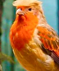 Venezuelan National Bird