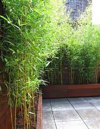 The designs of lights can also improve the landscaping, just like this backyard. Bamboo Garden Ideas Backyards 3 Bamboo Garden Garden Privacy Backyard Fences