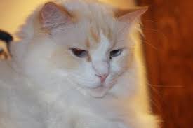 Flame point ragdolls come in all patterns: Blaze Ragdoll Of The Week