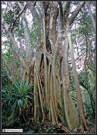 Resultado de imagem para fig wasps in florida