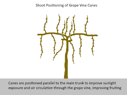 Image result for grape pruning