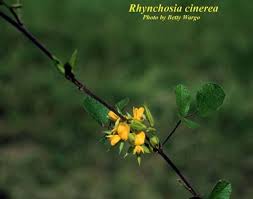 Image result for Rhynchosia
